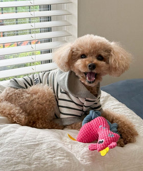 【FR PETS】PET TOY キリン