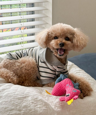 【FR PETS】PET TOY キリン