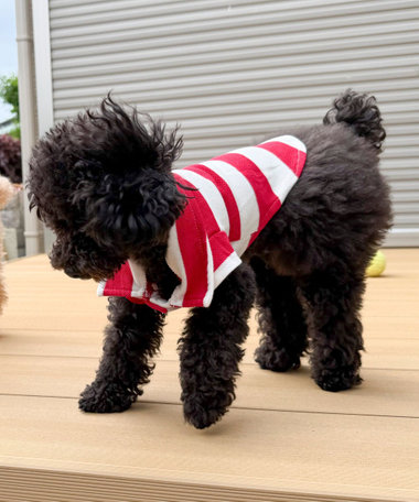 【FR PETS】衿付きボーダー半袖Tee