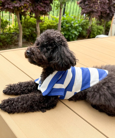 【FR PETS】衿付きボーダー半袖Tee