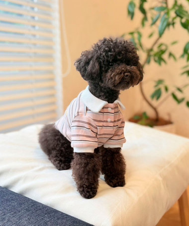 【FR PETS】マルチボーダーポロシャツ