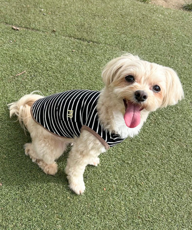 【FR PETS】FR刺繍ボーダーノースリーブTee