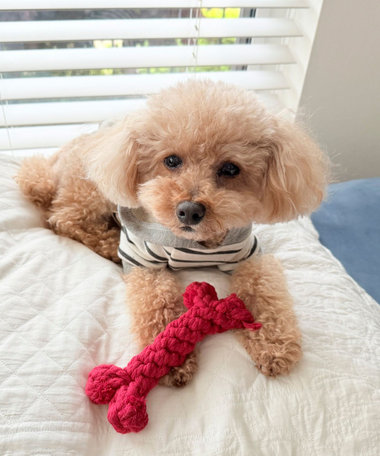 【FR PETS】PET TOY デンタルボーン